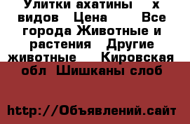 Улитки ахатины  2-х видов › Цена ­ 0 - Все города Животные и растения » Другие животные   . Кировская обл.,Шишканы слоб.